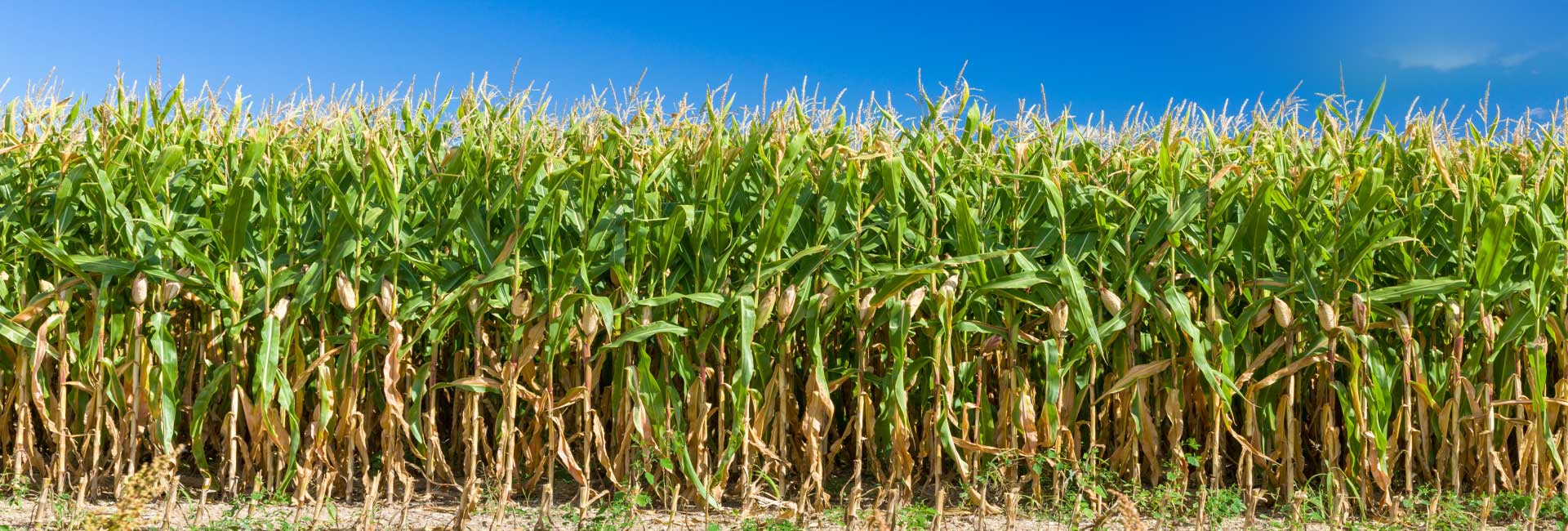 <small>Bekämpfung der</small>Maiszünsler